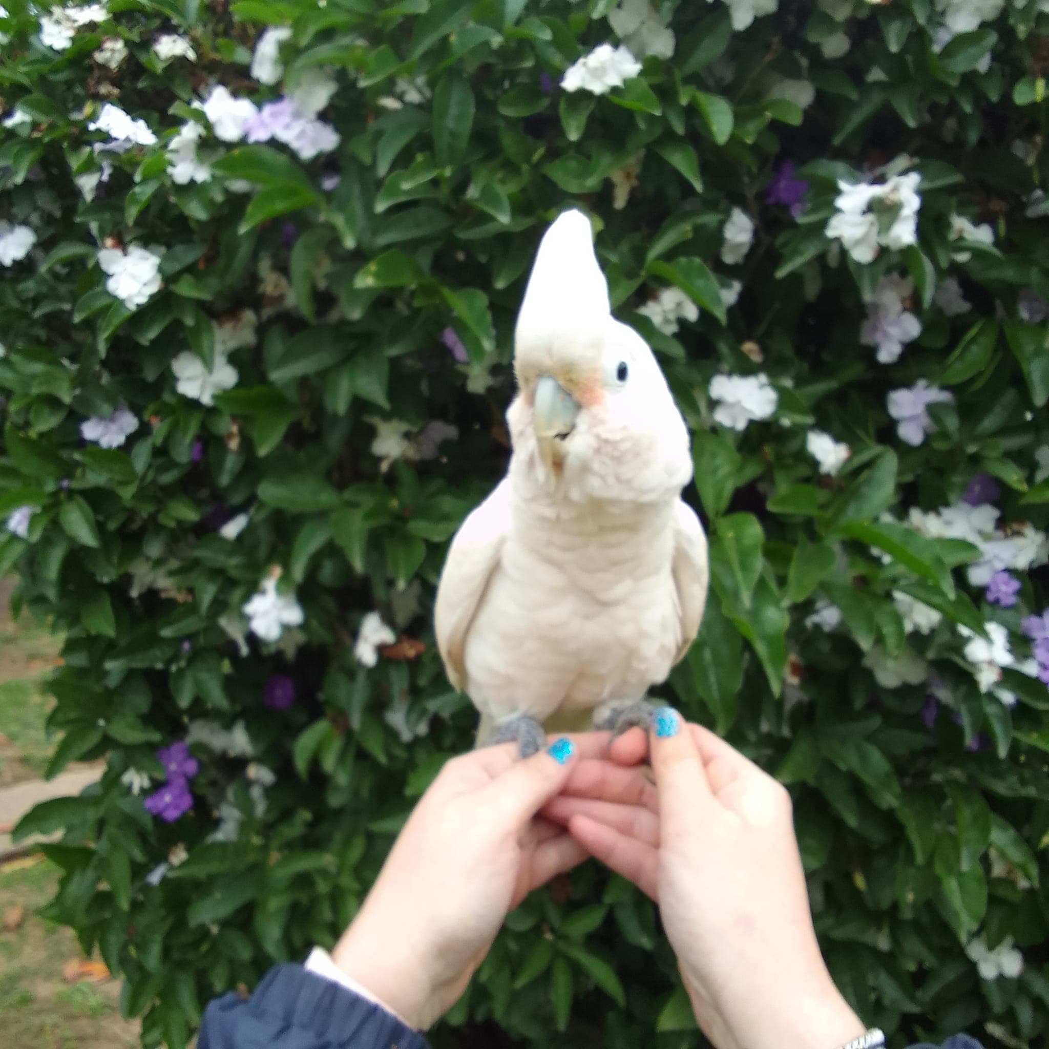 Justice served in animal cruelty case Lower South Coast SPCA